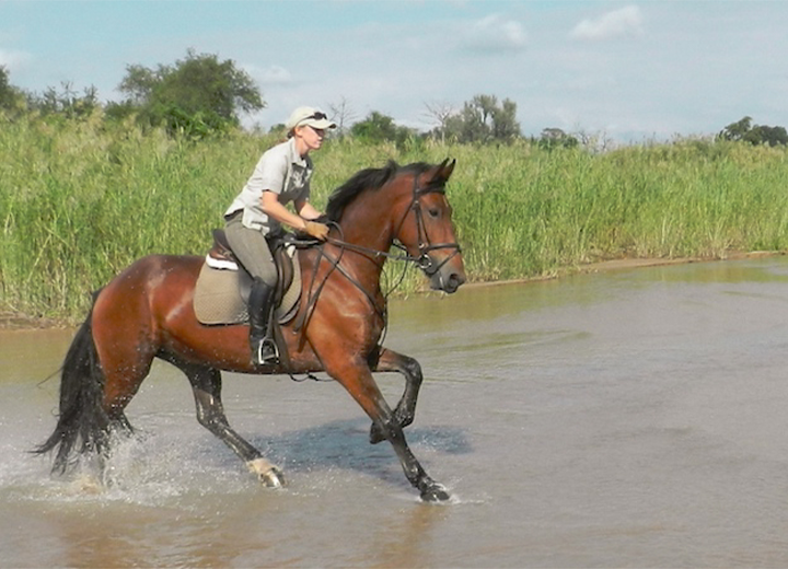 AlfaWAL Horses