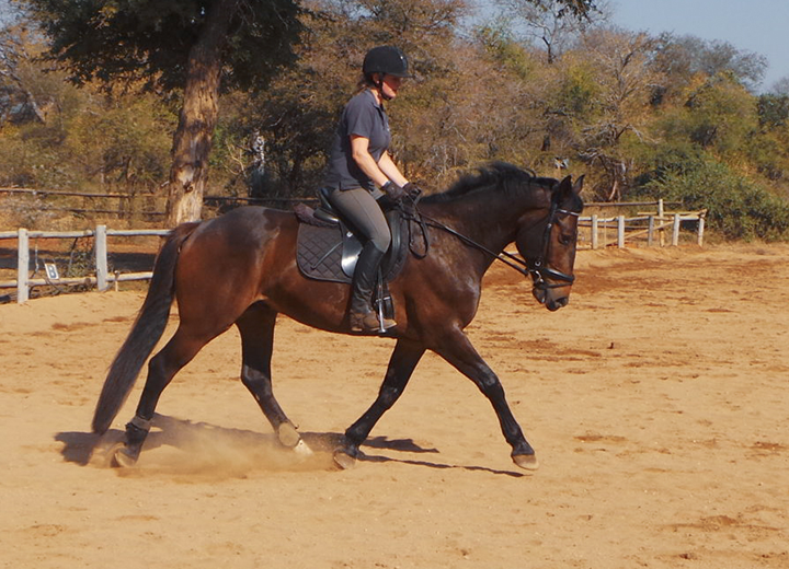 Artboard 1 copy 20WAL Horses