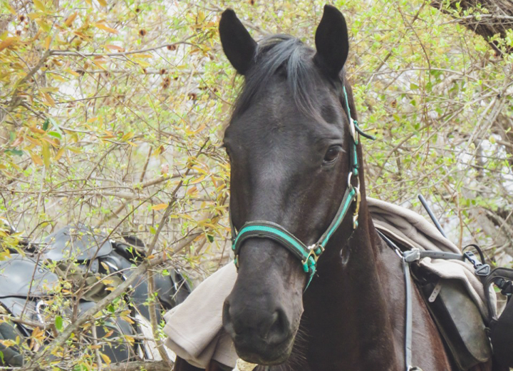 BertWAL Horses