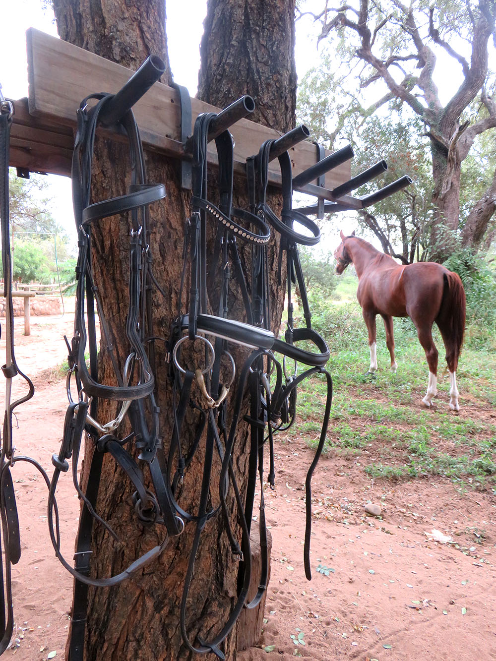 Bridles