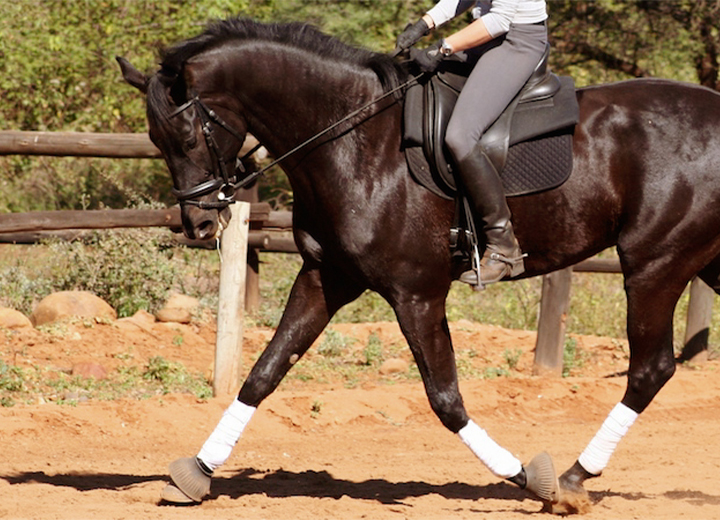 CastelloWAL Horses