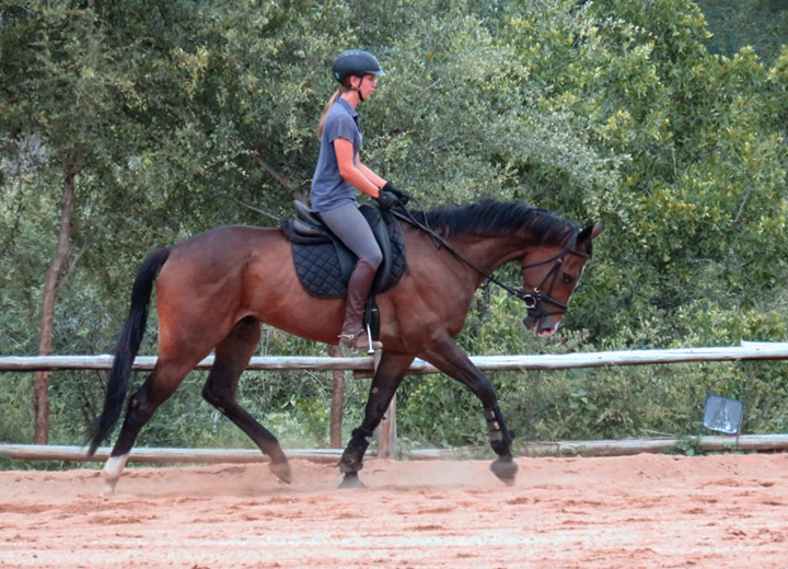 Challenger 3WAL Horses