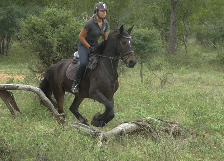 Coopers 2WAL Horses