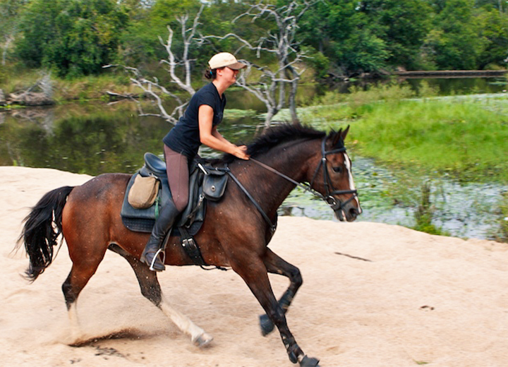 FargoWAL Horses