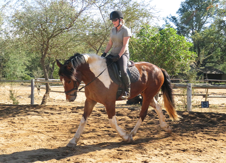 FirestoneWAL Horses
