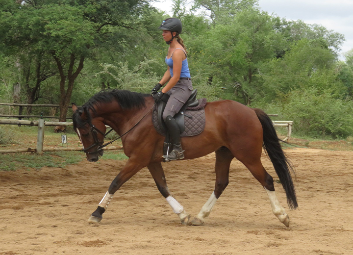 HardyWAL Horses