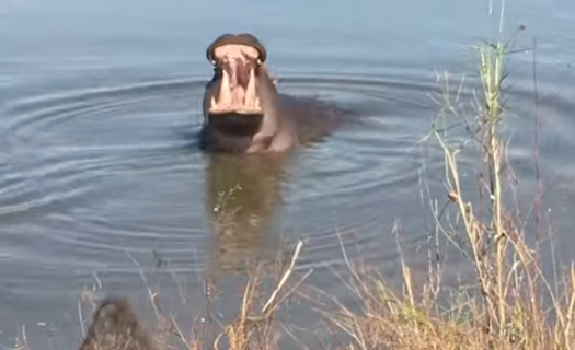 Hippo showing off