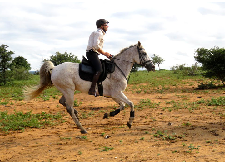 IceWAL Horses