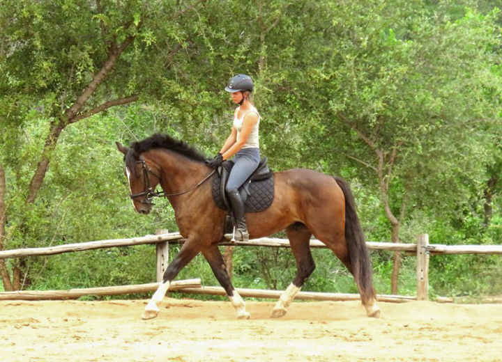MacLayWAL Horses