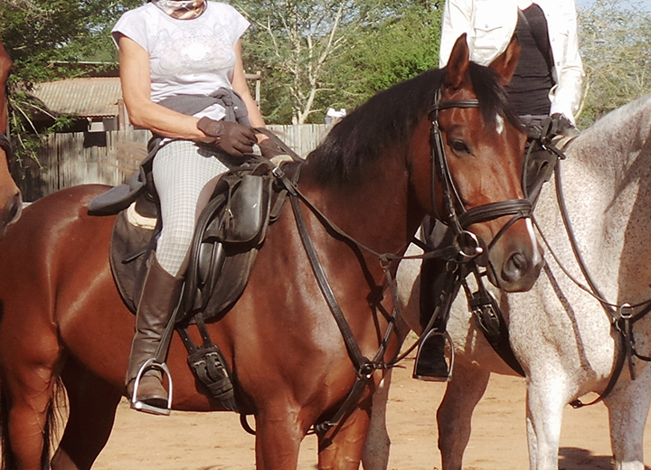 NuggetWAL Horses