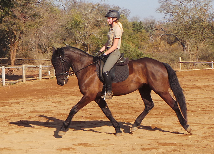 RavenWAL Horses