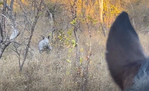 Rhino being curious