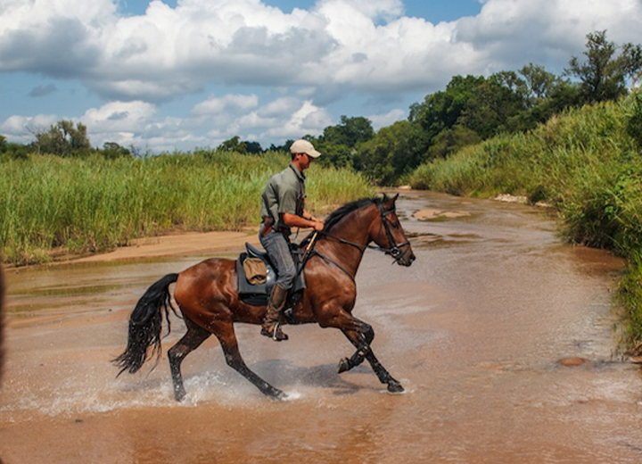 Sam 2WAL Horses