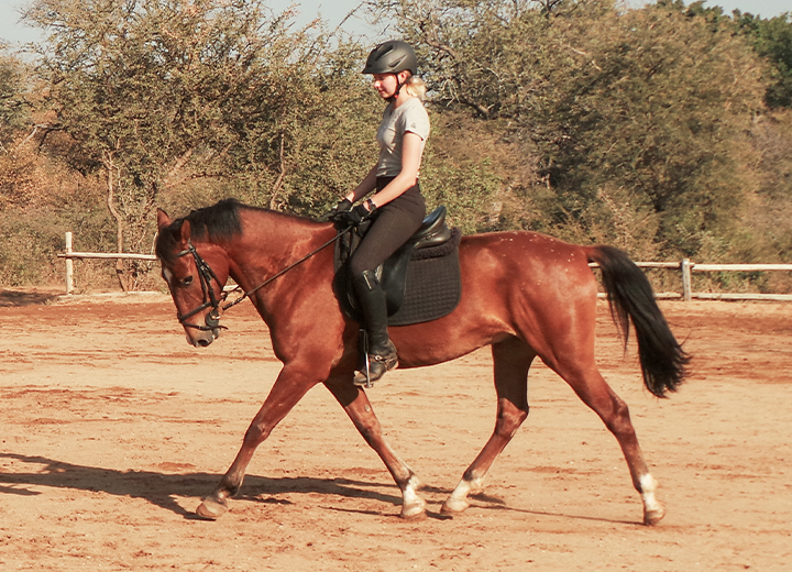 SpitfireWAL Horses