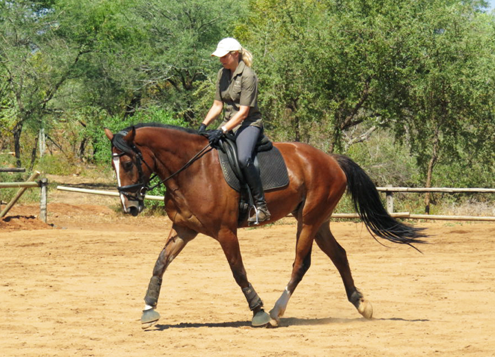 VeltinsWAL Horses