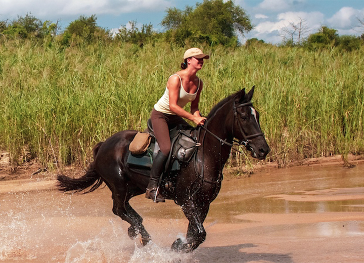 Waggle 2WAL Horses