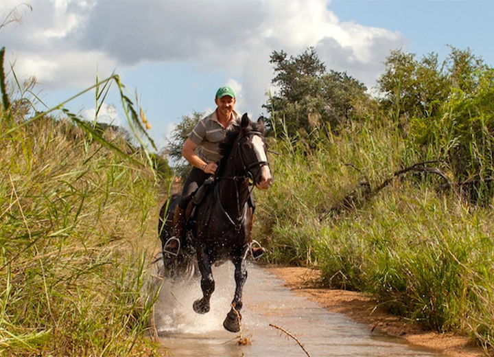 ZambeziWAL Horses
